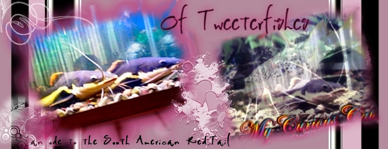 I adore my fishes so much! My beautiful curious cats!!